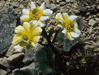 Ranunculus insignis photographed at Blackbirch Peak, Awatere, South Island, New Zealand