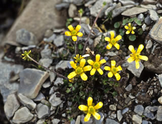 Ranunculus lappaceus photographed at Ohau Snow Fields, Twizel, South Island, New Zealand