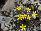 For more information on Ranunculus lappaceus, and a larger view 30K