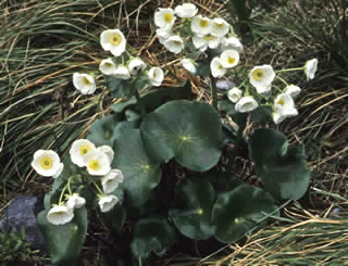 Ranunculus lyallii photographed at Upper Hollyford Valley, Fiordland, South Island, New Zealand