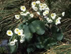 For more information on Ranunculus lyallii, and a larger view 30K