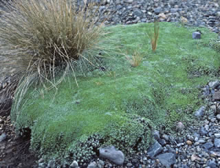 Raoulia australis photographed at Tongariro National Park, North Island, New Zealand
