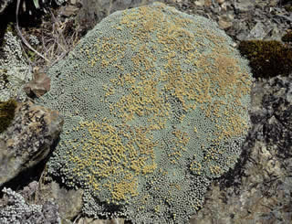 Raoulia bryoides photographed at Mount St Patrick, St James Range, South Island, New Zealand