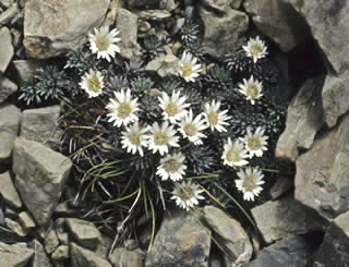 Raoulia grandiflora photographed at Blackbirch Range, Awatere, South Island, New Zealand