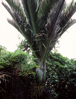 Rhopalostylis sapida photographed at Dolomite Point, Westland, South Island, New Zealand