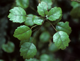 Rubus australis photographed at Waipoua Kauri Forest Reserve, North Island, New Zealand