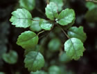 For more information on Rubus australis, and a larger view 30K