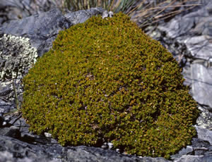 Scleranthus uniflorus photographed at Queenstown, South Island, New Zealand