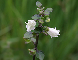 Scutellaria novae-zelandiae photographed at a Hebe Society member’s garden, Cheshire, UK