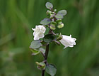 For more information on Scutellaria novae-zelandiae, and a larger view 30K