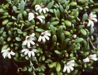 Selliera radicans photographed at Dolomite Point, Westland, South Island, New Zealand