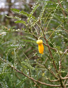 Sophora microphylla ‘Dragon’s Gold’ photographed at Nymans, Handcross, Sussex, UK