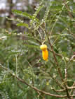 For more information on Sophora microphylla ‘Dragon’s Gold’, and a larger view 30K