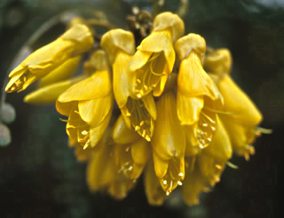 Sophora prostrata photographed at the Royal Botanic Gardens, Kew, UK