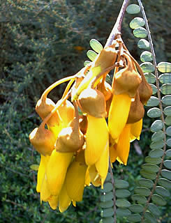 Sophora tetraptera photographed at Ventnor Botanic Garden, Isle of Wight, UK