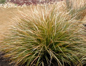 Stipa arundinacea photographed at the New Zealand Garden, Savill Garden, Windsor, UK