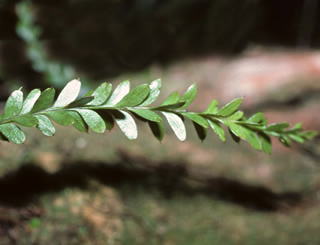 Tmesipteris elongata photographed at Waipoua Kauri Forest Reserve, North Island, New Zealand