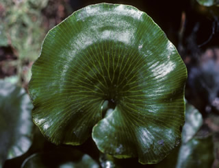 Trichomanes reniforme photographed at Shanty Town, Greymouth, Westland, South Island, New Zealand