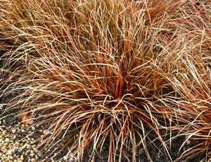 Uncinia rubra photographed at the New Zealand Garden, Savill Garden, Windsor, UK