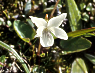 Viola cunninghamii photographed at Mount St Patrick, St James Range, South Island, New Zealand