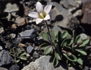 Wahlenbergia albomarginata photographed at Lake Tennyson, Canterbury, South Island, New Zealand