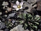 For more information on Wahlenbergia albomarginata, and a larger view 30K