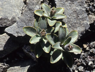 Wahlenbergia cartilaginea photographed at Lake Tennyson, Canterbury, South Island, New Zealand