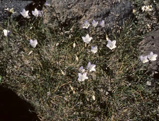 Wahlenbergia pygmea photographed at Tongariro National Park, North Island, New Zealand