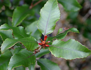 Weinmannia racemosa photographed at Trevena Cross Nurseries, Helston, Cornwall, UK